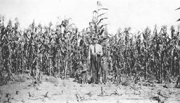 corn corn